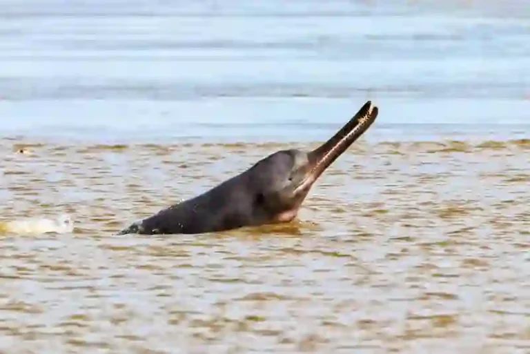 Gangetic Dolphin Sanctuary